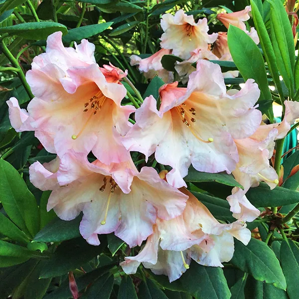 Autumn Gold Rhododendron For Sale Online The Tree Center