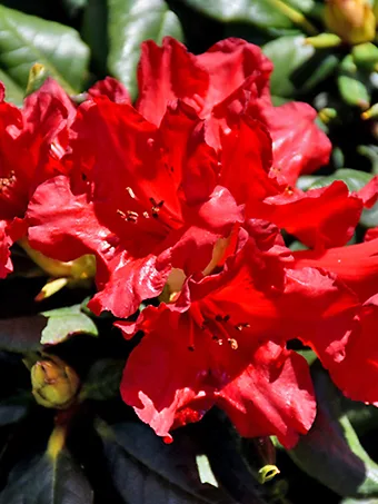 Baden Baden Rhododendron