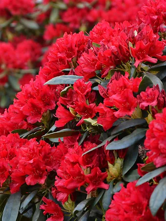 Blitz Rhododendron