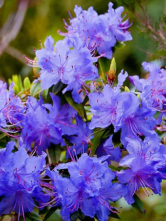 Blue Diamond Rhododendron