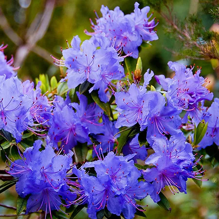 Blue Diamond Rhododendron For Sale Online | The Tree Center