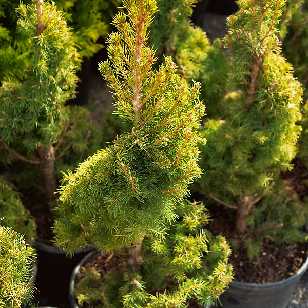 Spiral Dwarf Alberta Spruce For Sale Online The Tree Center