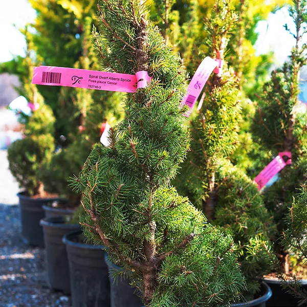 Spiral Dwarf Alberta Spruce For Sale Online The Tree Center