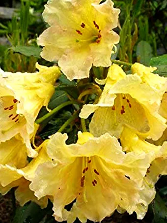 Evening Glow Rhododendron