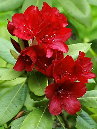 Firestorm Rhododendron