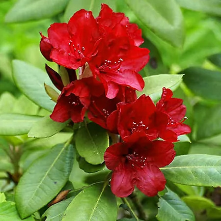 June Fire Rhododendron Firestorm Rhododendron For Sale Online | The Tree Center