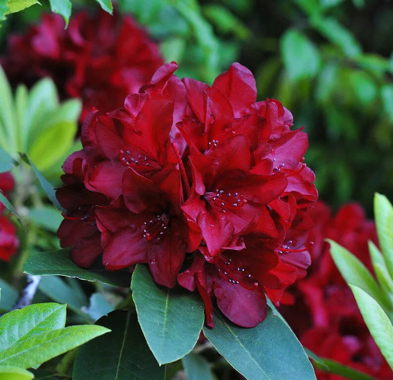 June Fire Rhododendron Firestorm Rhododendron For Sale Online | The Tree Center