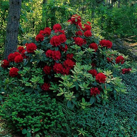 Firestorm Rhododendron For Sale Online | The Tree Center