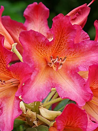 Golden Gate Rhododendron