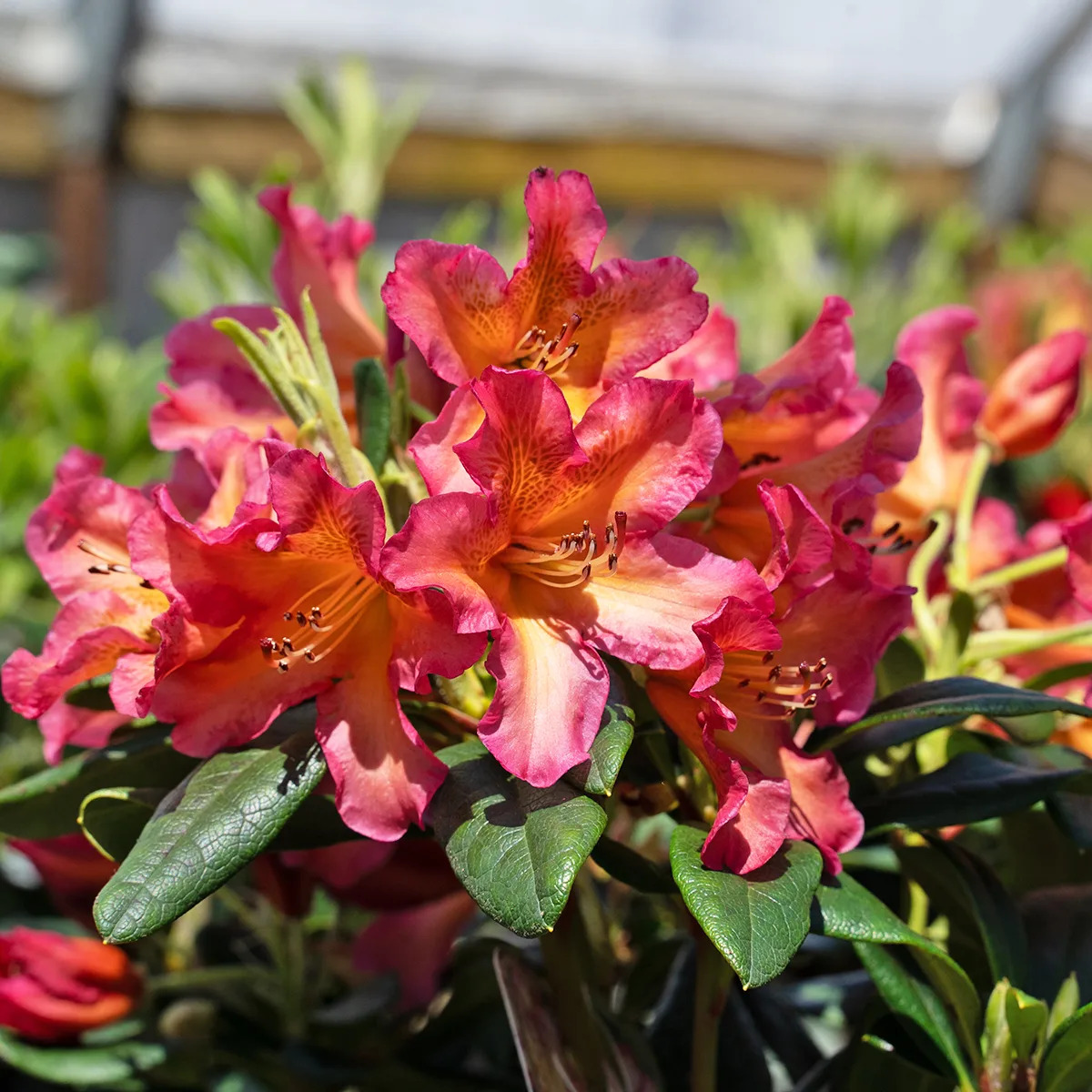 Golden Rhododendron Golden Gate Rhododendron For Sale Online | The Tree Center