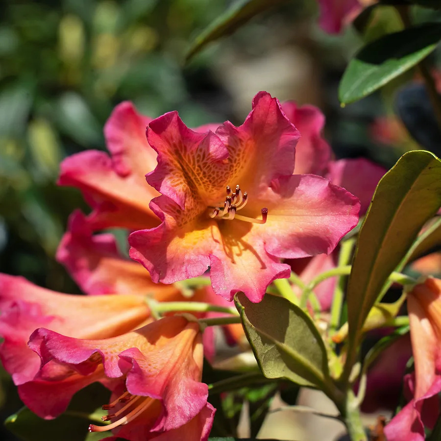 Golden Rhododendron Golden Gate Rhododendron For Sale Online | The Tree Center