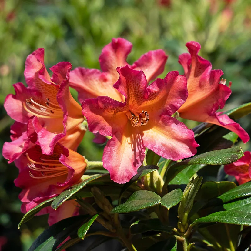 Golden Rhododendron Golden Gate Rhododendron For Sale Online | The Tree Center
