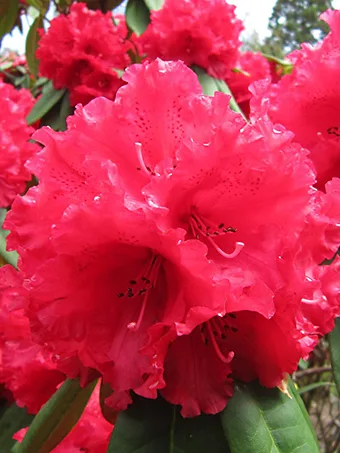 Grace Seabrock Rhododendron