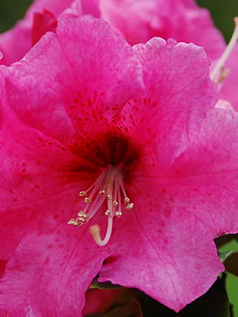 Hallelujah Rhododendron