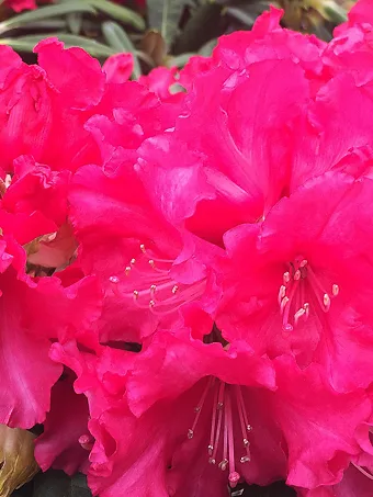 Helen Dehr Rhododendron