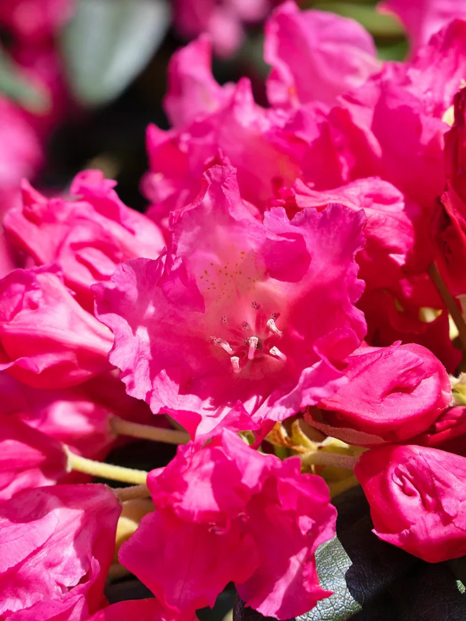 Vivacious Rhododendron Rhododendron, Rhododendrons For Sale | Shrubs & Bushes