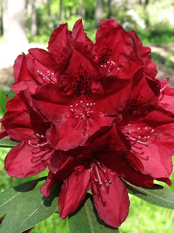 Henry's Red Rhododendron