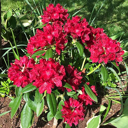 Henry's Red Rhododendron For Sale Online | The Tree Center