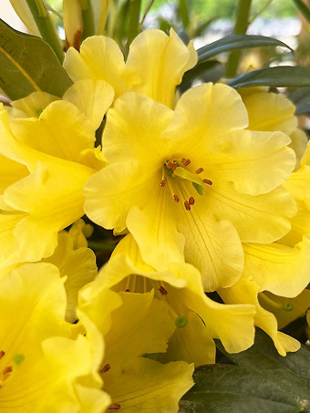 Hotie Rhododendron