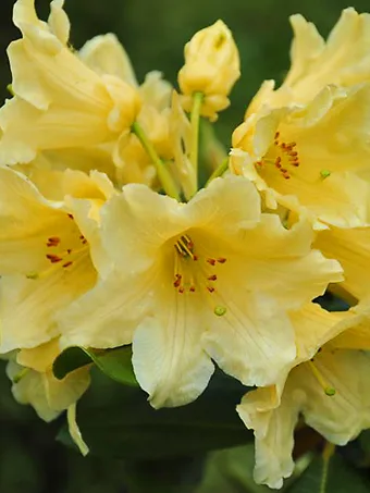 Hotie Rhododendron
