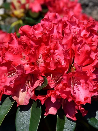 Jean Marie Rhododendron