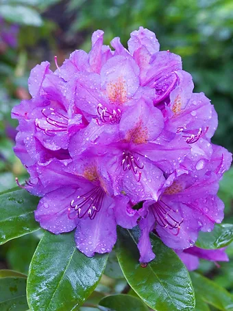 Lee's Best Purple Rhododendron