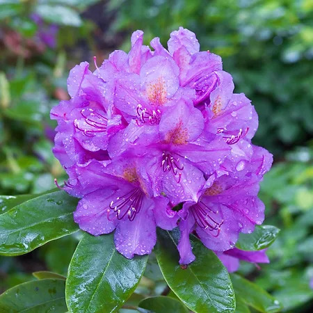 Lee's Best Purple Rhododendron For Sale Online | The Tree Center