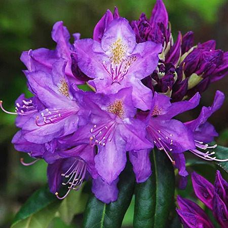 Purple Reeder Lee's Best Purple Rhododendron For Sale Online | The Tree Center