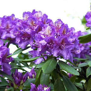 Purple Reeder Lee's Best Purple Rhododendron For Sale Online | The Tree Center