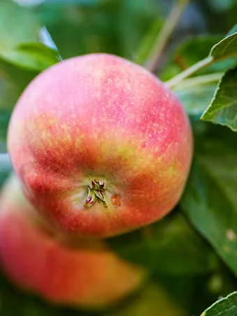 Liberty Apple Tree