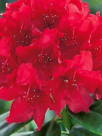 Lord Robert's Rhododendron