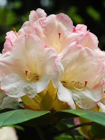 Manda Sue Rhododendron