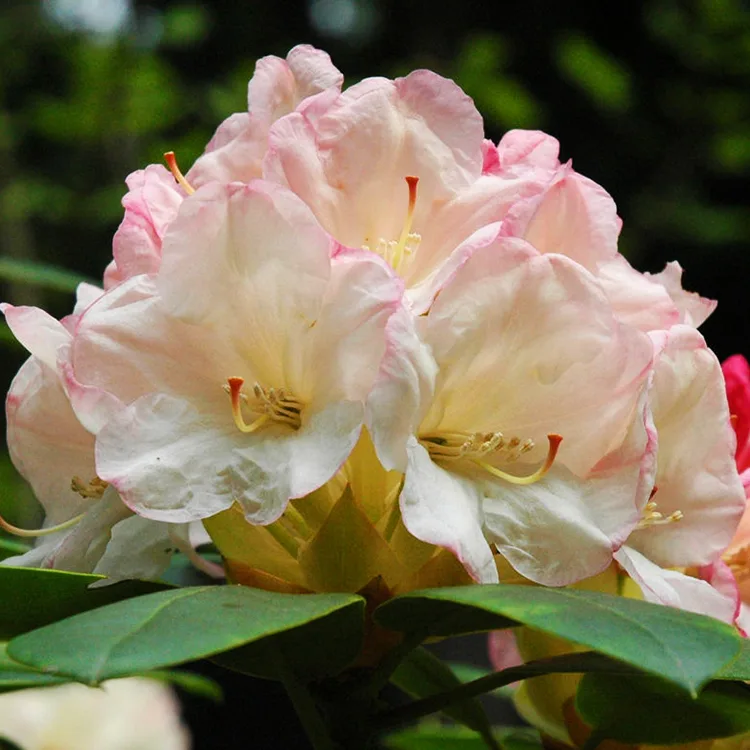 Manda Sue Rhododendron For Sale Online | The Tree Center