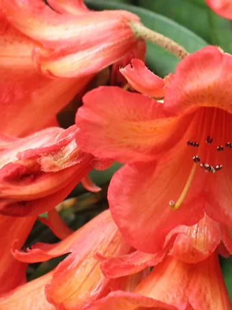 Medusa Rhododendron