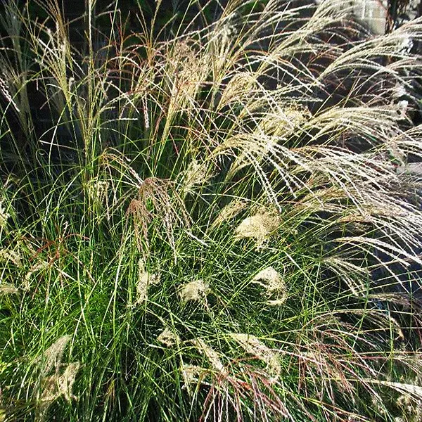 Little Kitten Grass For Sale | The Tree Center