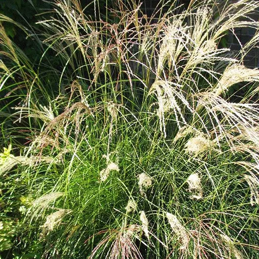 Little Kitten Grass For Sale | The Tree Center