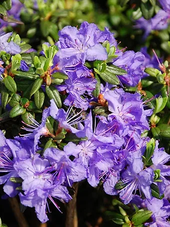 Ocean Lake Rhododendron