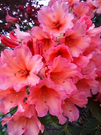 Old Cooper Rhododendron