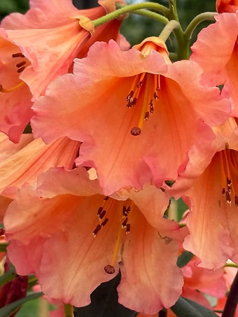 Old Copper Rhododendron