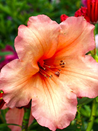 Old Copper Rhododendron