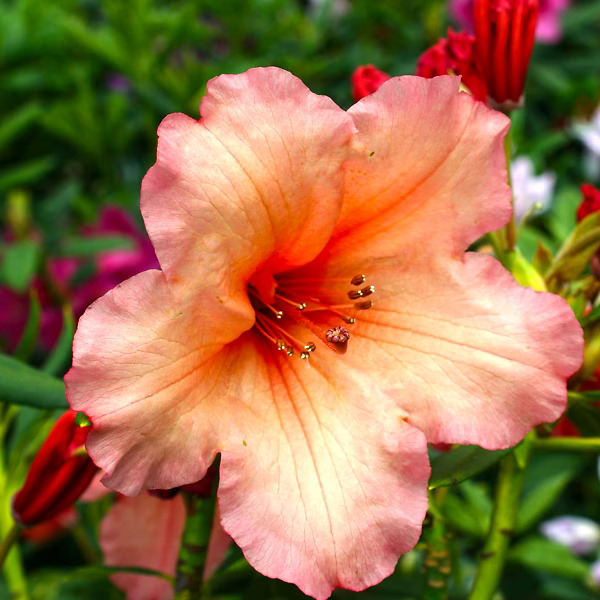 Preview 0