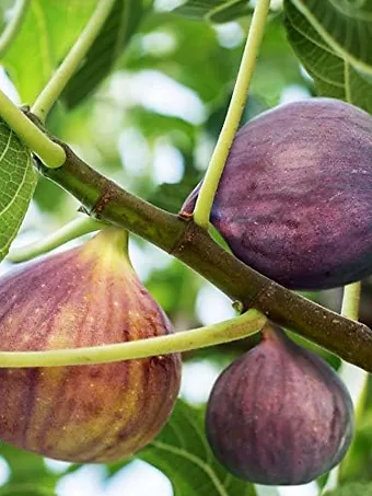 Olympian Fig Tree