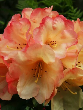 Seaview Sunset Rhododendron