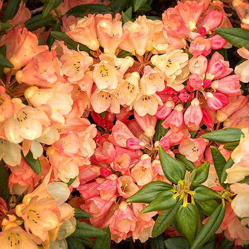 Seaview Sunset Rhododendron