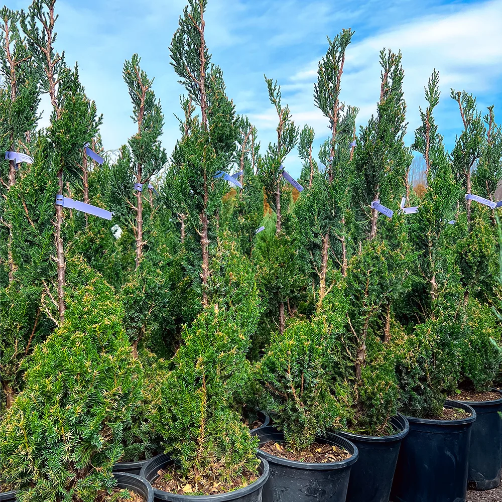 Spiral Blue Point Juniper Trees For Sale The Tree Center