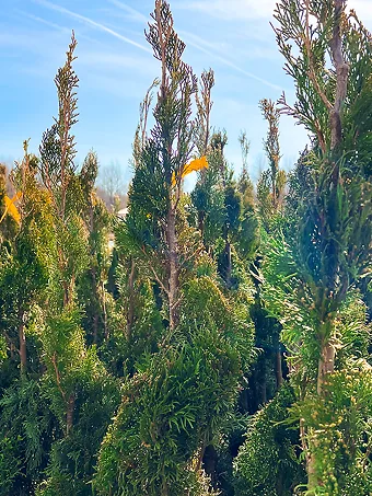 Spiral Emerald Green Arborvitae