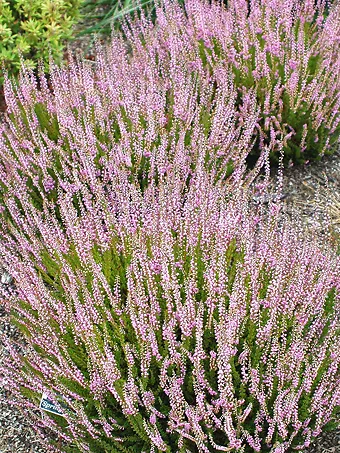 Spring Torch Heather