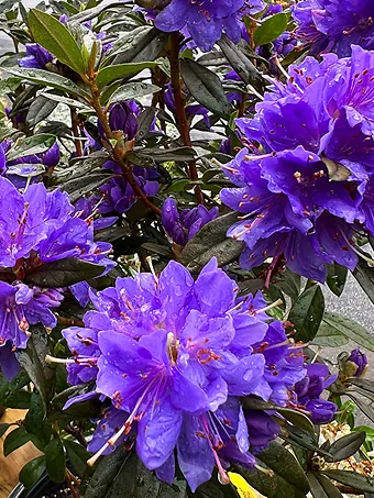 Starry Night Rhododendron