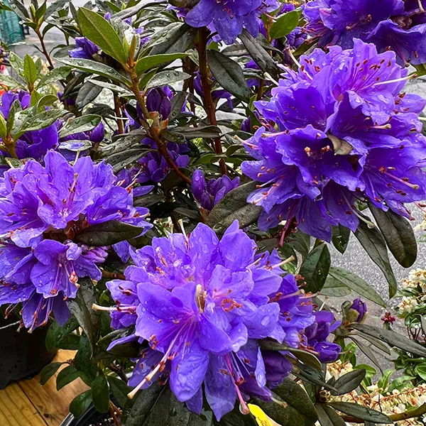 イニ　 ムーンナイトブルー、オーロラパープル Starry Night Rhododendron For Sale Online | The Tree Center