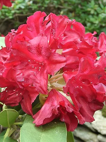 Vivacious Rhododendron
